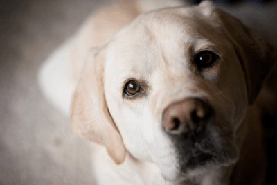 free vet consultation for senior pets in solihull