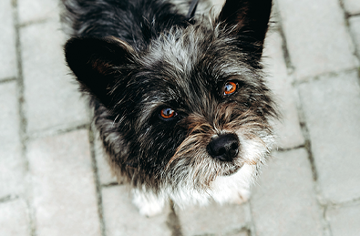 5 Common Eye Conditions in Dogs