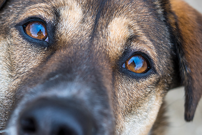 Conjunctivitis in dogs: causes, symptoms and treatment