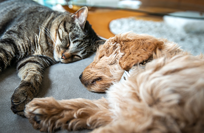 Lethargy in dogs & cats: Signs and causes to look out for!