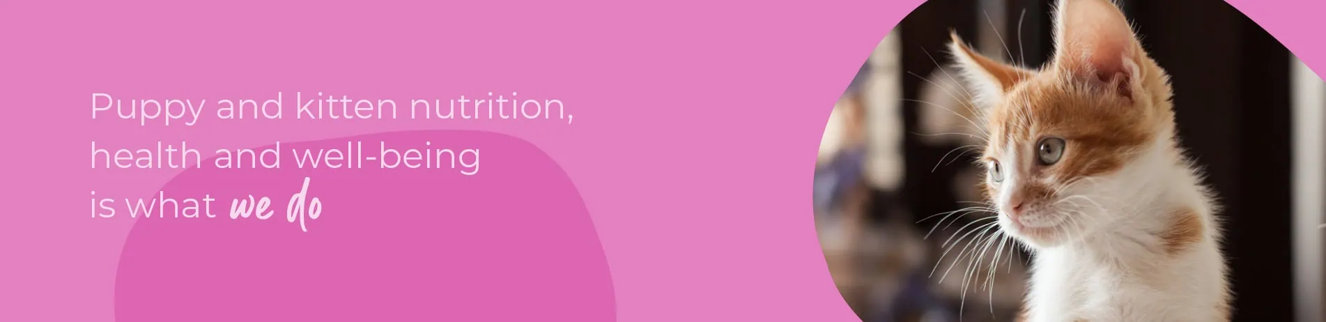 Start of Life for Your Puppy or Kitten