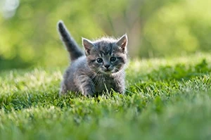 Grey kitten on grass