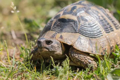 how to care for your pet tortoise
