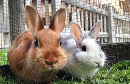 Dental Treatment for your Rabbit