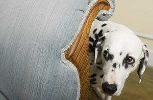 Help with animal anxiety