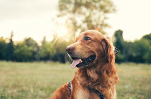 How many people in the UK have a dog?