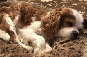 dog-saved-by-608-vets