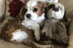 dog-casper-with-his-toy