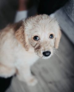 608-vets-puppy