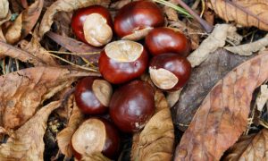 Collection of conkers