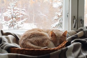 Senior cat sleeping in basket