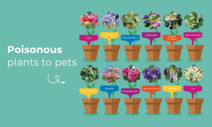 Top 12 most poisonous plants for dogs
