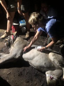 Deborah treating dog