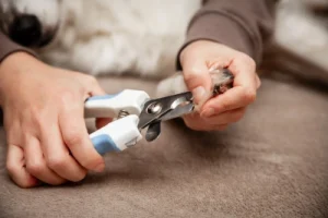 Guillotine clippers for claws