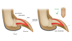 Correct way to trim claws