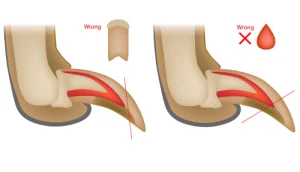 Incorrect way to trim pet's claws