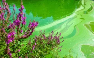 Blue-green algae in water