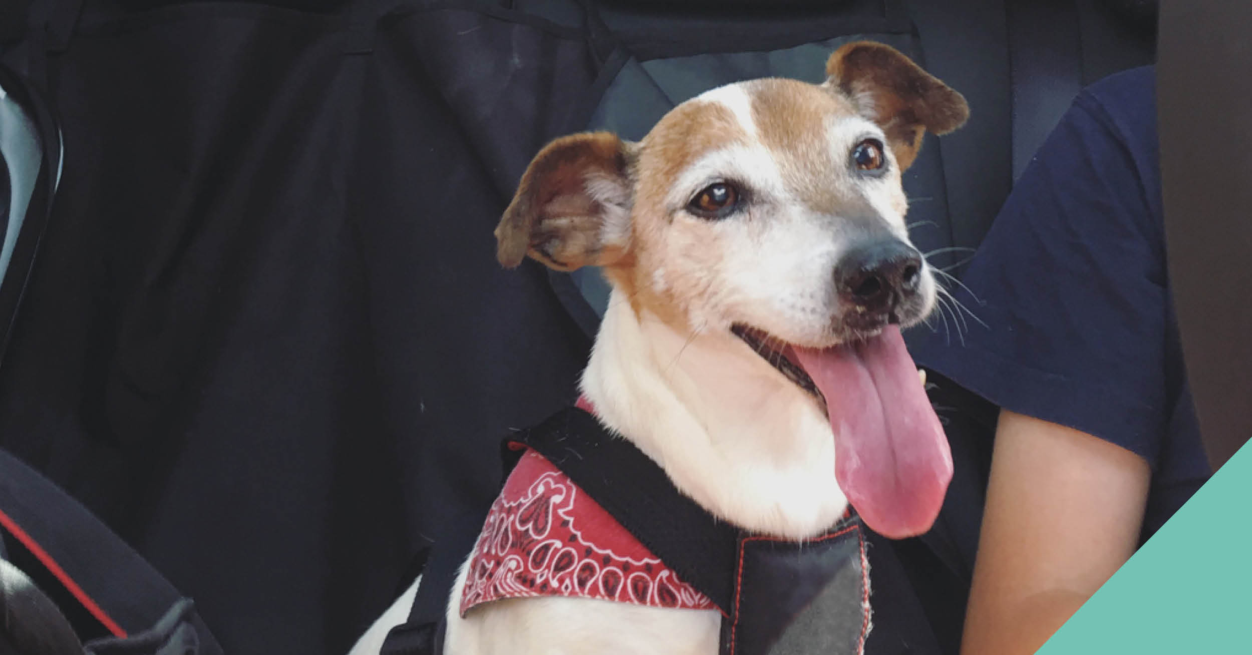Keeping your dog safe during car travel in Birmingham