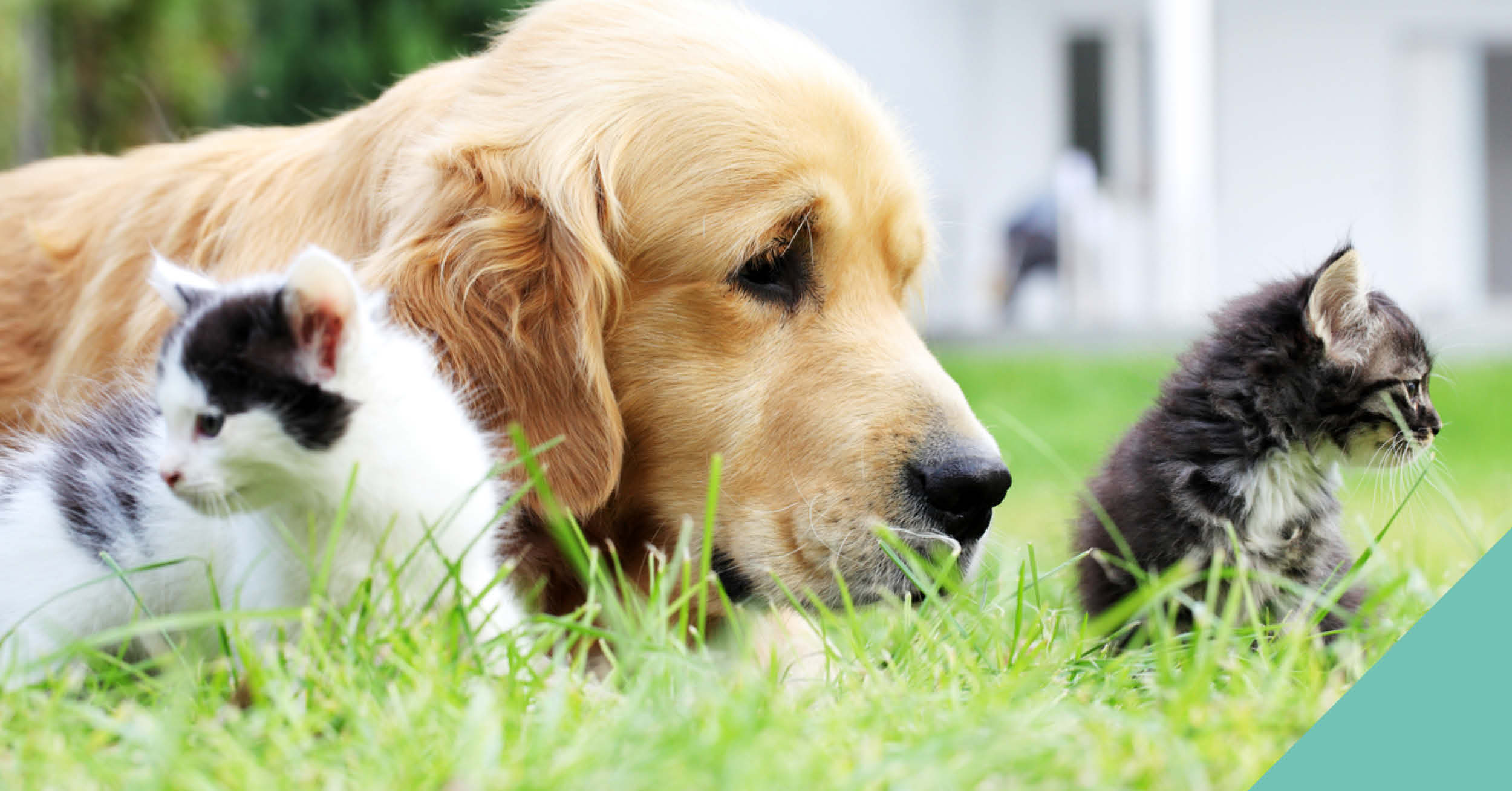 A dog and two cats sitting on grass