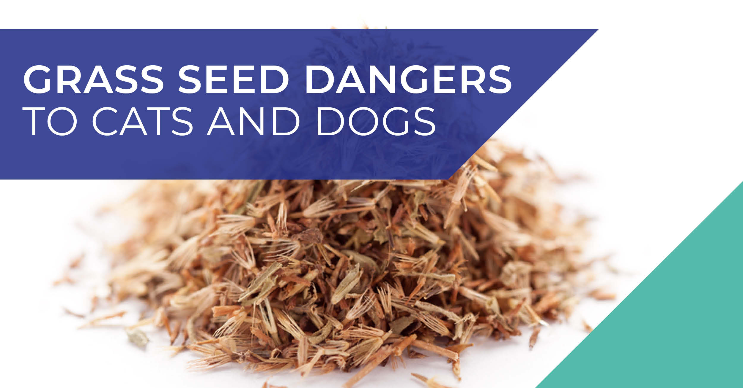 608 Vets advice on grass seed dangers to cats and dogs