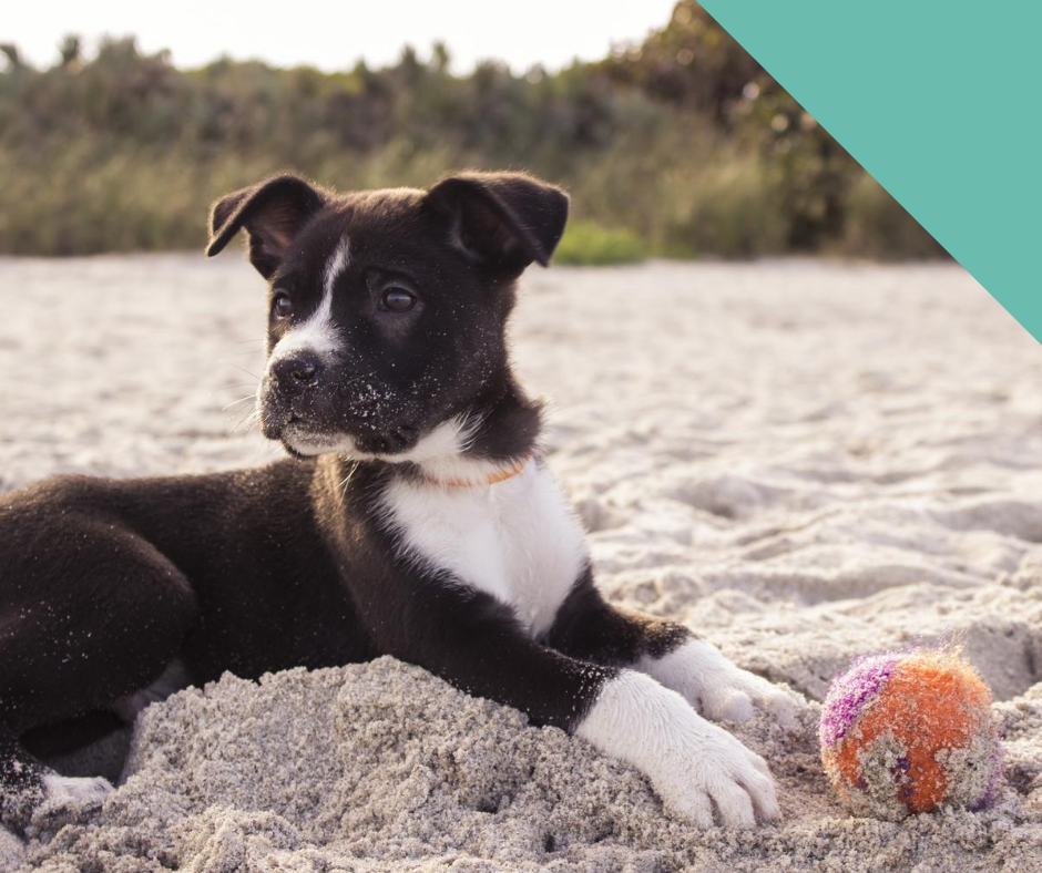 Dog sitting on a beach