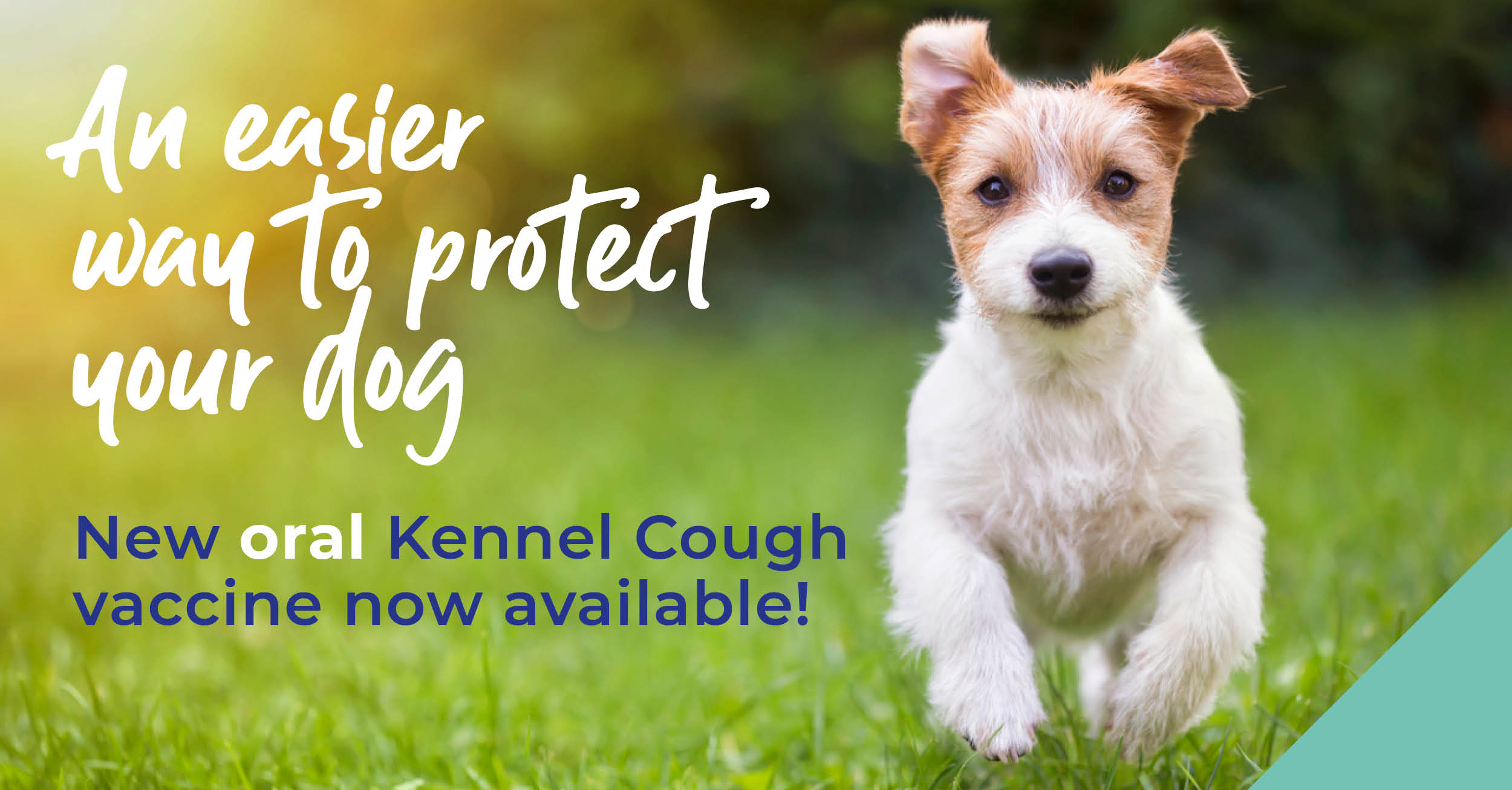 Protecting your dog against Kennel Cough