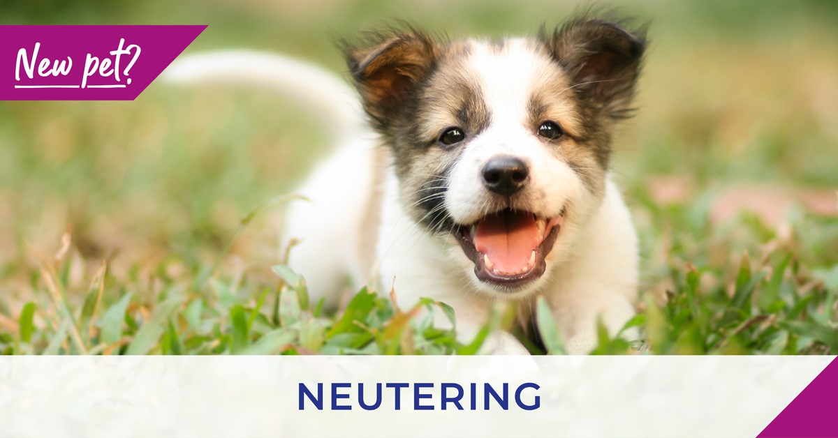 Neutering your pets