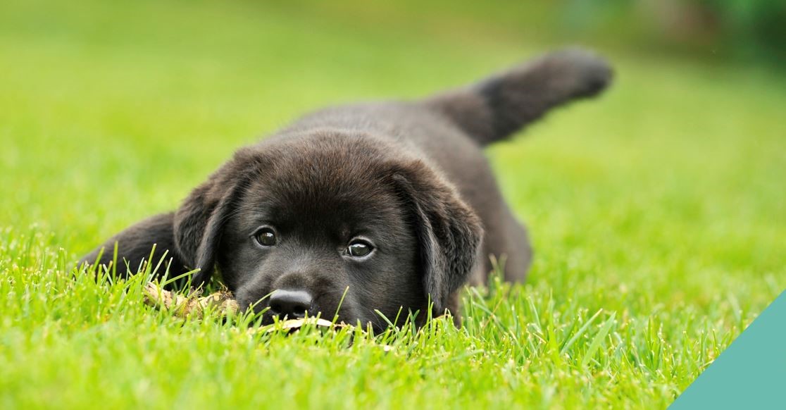 608 Vets in Solihull warn about grass seeds & freshly cut grass hazards