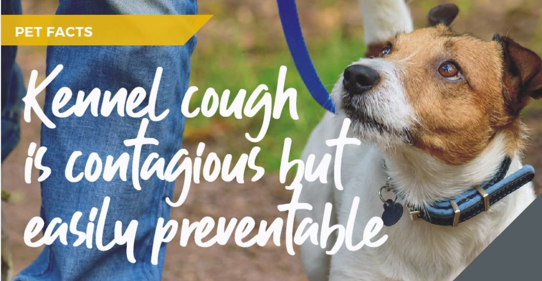 Kennel cough is contagious but easily preventable
