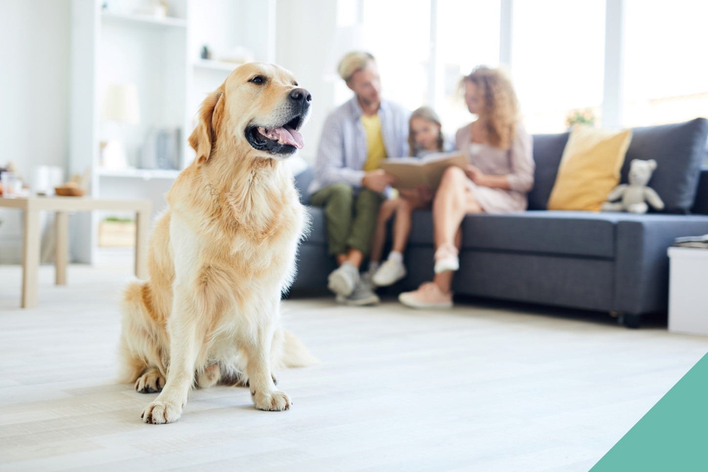Preparing your pet for home life changes in Birmingham