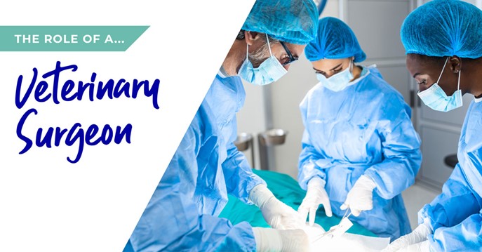 The role of a veterinary surgeon in Birmingham