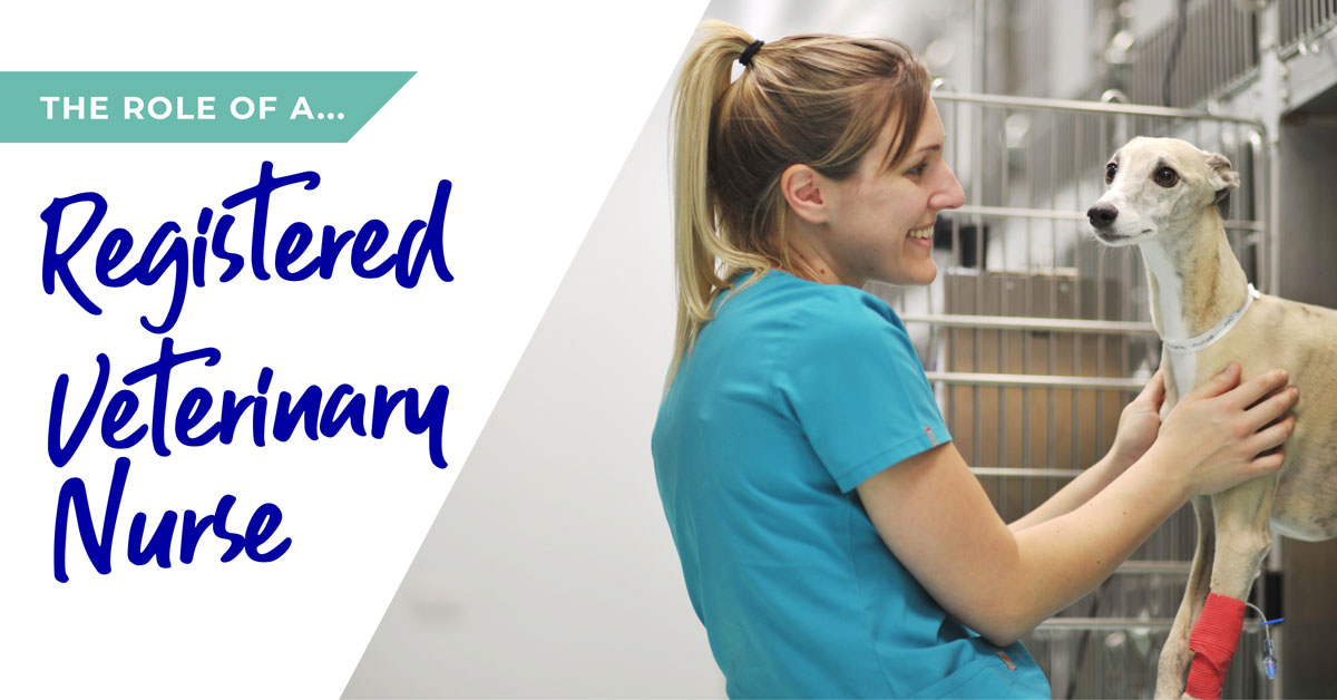 The role of a Registered Veterinary Nurse in Birmingham