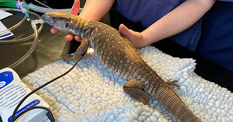 Zasu the Lizard has life-saving surgery at 608 Vets in Solihull