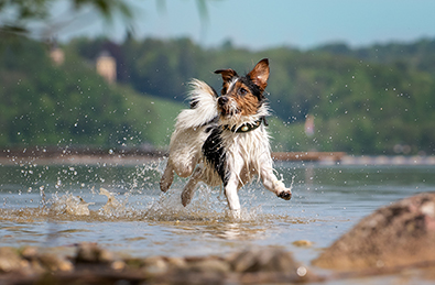 Dog running in shallow sea water