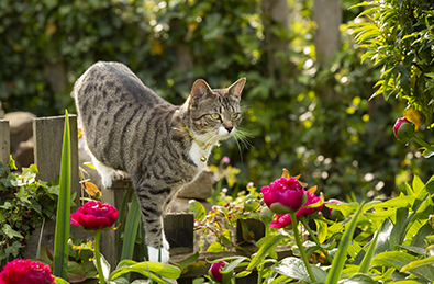 Tabby cat playing in garden