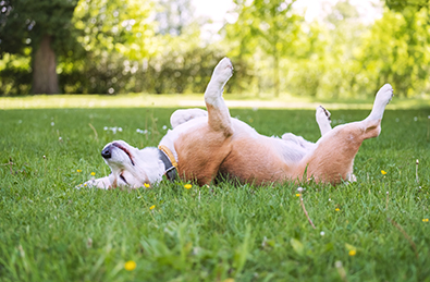Beagle lying on grass