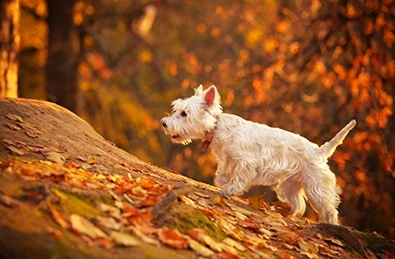 West Highland White Terrier dog in autumn forest.