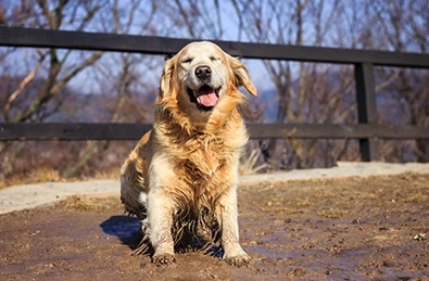 Muddy dog shaking
