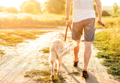 Walking dog in summer months