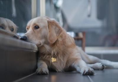 Dog looking out a window