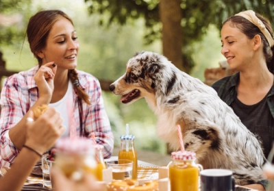Dog sitting by table with food