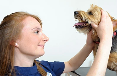 Dog Dental Care in Solihull and Acocks Green