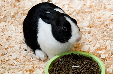 Rabbit Nutrition
