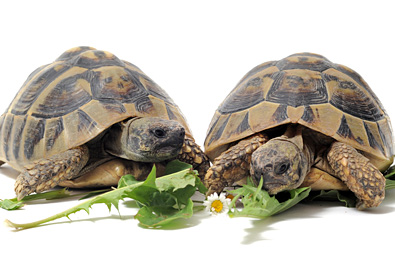 caring for tortoise