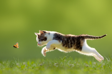 Vaccinations For Your Cat 608 Vets in Solihull