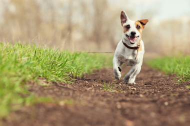 Vaccinations For Your Dog 608 Vets in Solihull
