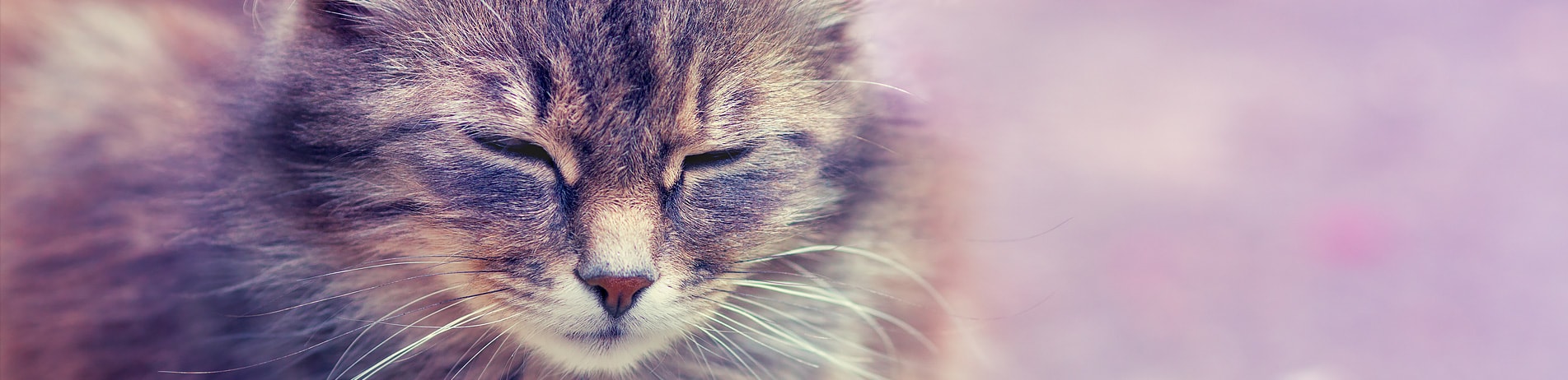 How to eliminate fleas in cats