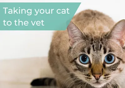 taking cat to vet
