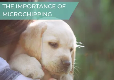 the importance of microchipping