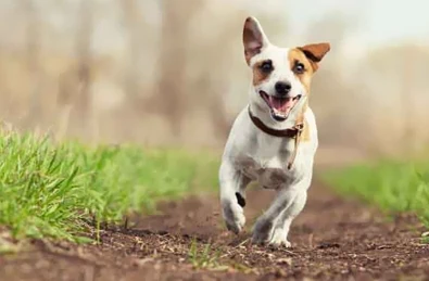 Accessing our services